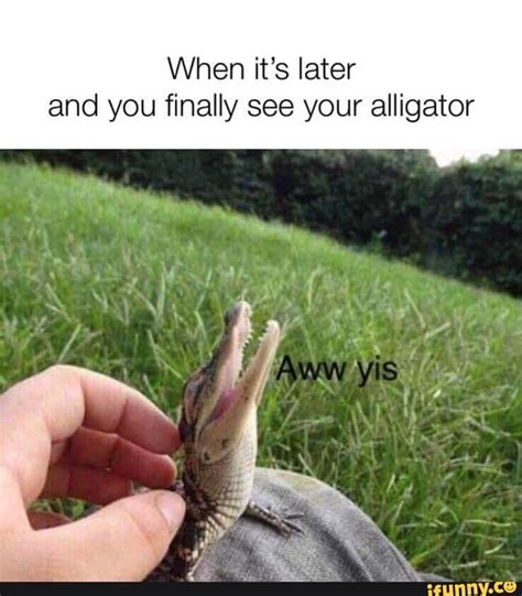 alligator memes|animated alligator pictures.